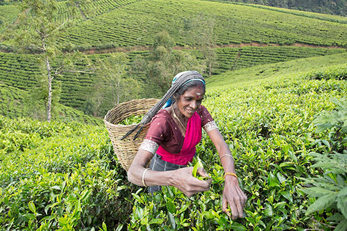 Tea Plucking Heslaa
